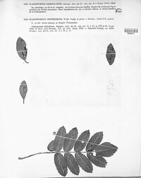 Fusicladium orbiculatum image
